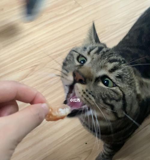 猫咪可以吃生虾吗（从营养价值）
