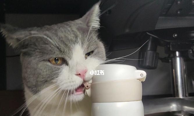猫咪是否可以喝热水？猫咪的饮水习惯解析