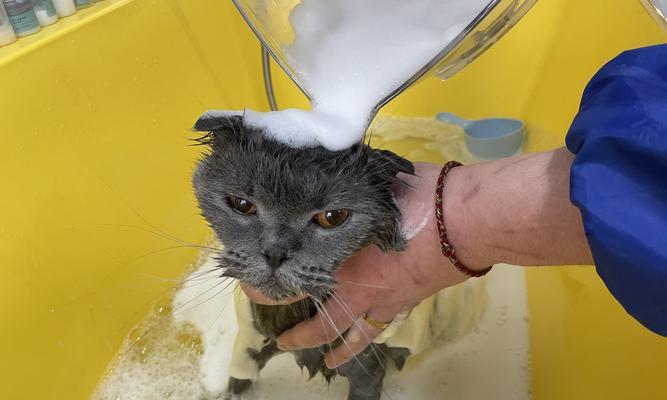 你的宠物猫咪每天需要洗澡吗（探究猫咪洗澡的频率和注意事项）