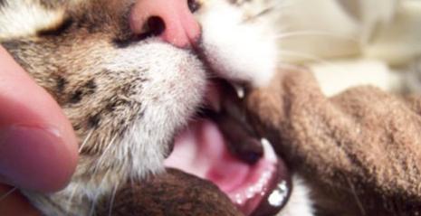 如何喂养患有口腔溃疡的宠物猫（口腔溃疡怎么喂养）