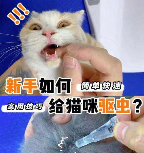 猫咪拉肚子是否会传染（宠物猫咪的拉肚子可能引起传染病吗）