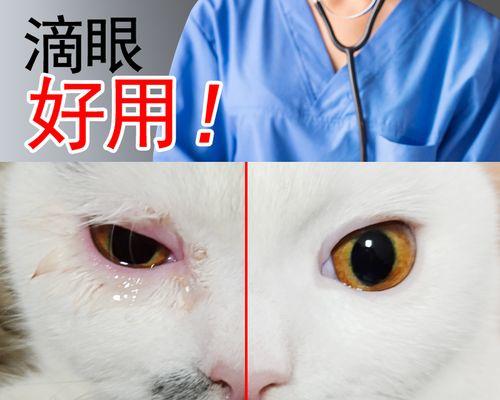 如何去除宠物猫咪的泪痕（宠物爱好者必读）