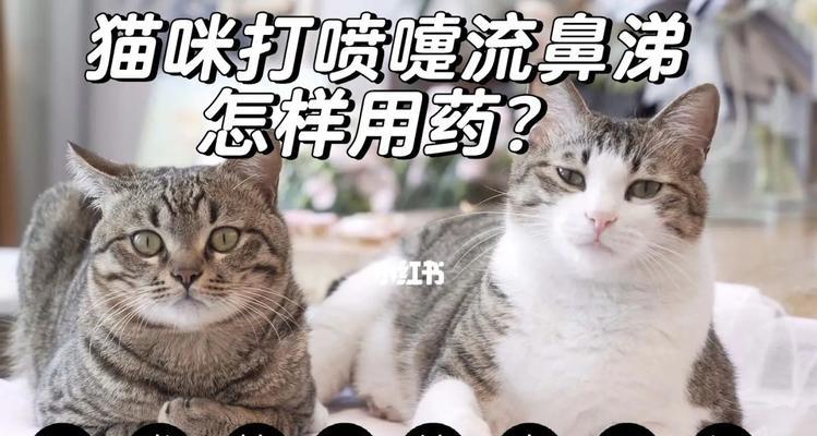 猫咪流鼻涕怎么办（如何判断猫咪是否感冒）