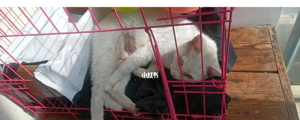 如何防止宠物猫乱尿（选对喷雾剂解决烦恼）