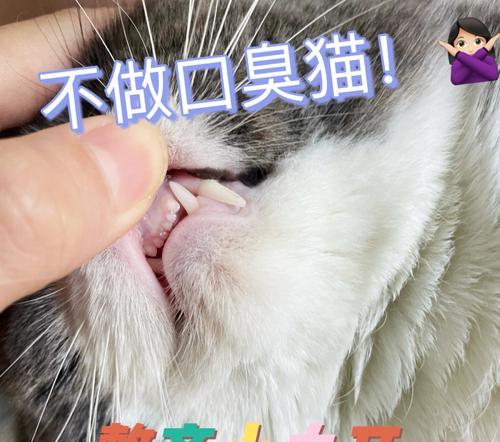 猫咪可以吃带鱼吗（了解宠物饮食）