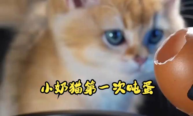 猫咪可以吃鸡蛋吗（探究猫咪饮食习惯和鸡蛋的营养成分）