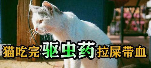 猫咪的健康（猫咪生病了怎么办）