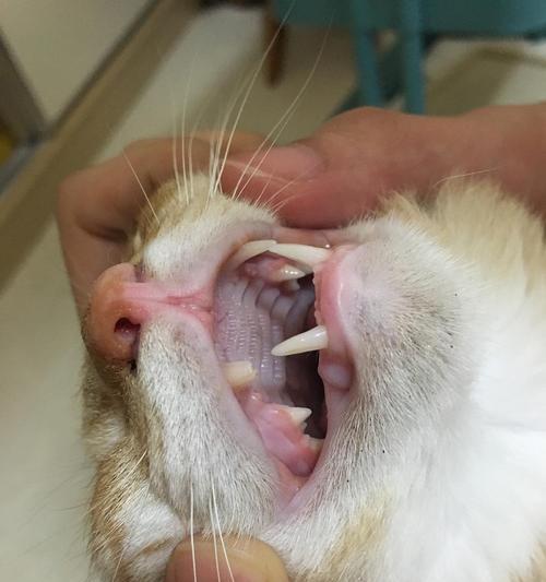 如何处理宠物猫咪上牙断裂的情况（宠物猫咪的口腔健康保护指南）