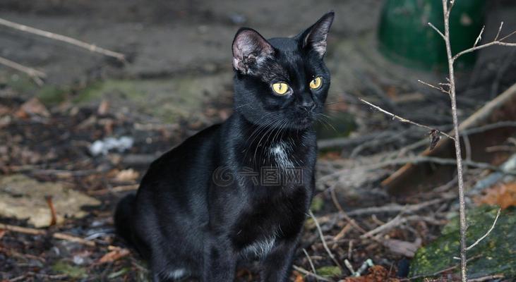 探秘猫咪身上黑黑的奥秘（揭秘毛发色素分泌机制）