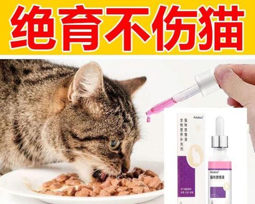 猫咪生产全攻略（宠物主人必看）