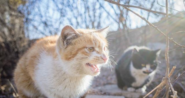 猫咪为何会突然咬人（探究宠物猫咪的咬人行为）