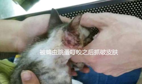 宠物猫咪的虱子去除攻略（如何有效去除猫咪身上的虱子）