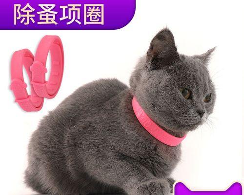 宠物猫咪的虱子去除攻略（如何有效去除猫咪身上的虱子）