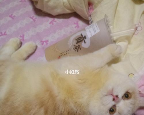 猫咪舔你的意义剖析（猫咪的舔意与情感交流）