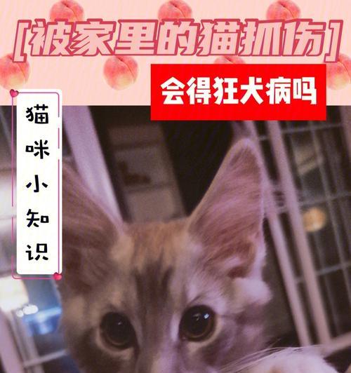 猫咪为何会得狂犬病（探究猫咪感染狂犬病的原因及预防措施）