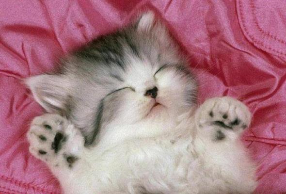 猫咪为什么喜欢爬床（探究猫咪的行为心理和生理特点）