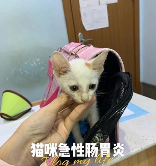 猫咪喂阿莫西林（了解宠物用药误区）