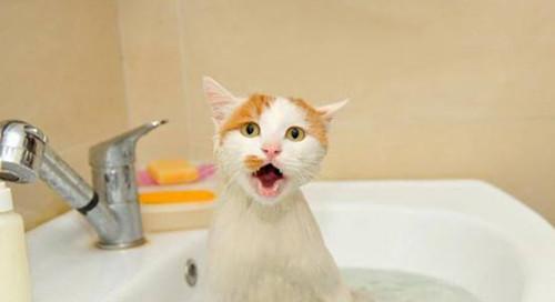 猫咪洗澡的必要性与技巧（宠物猫咪洗澡的正确方法及注意事项）