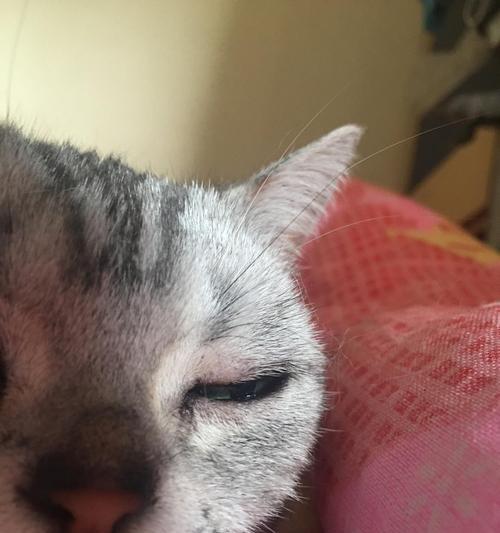 猫咪下眼睑肿胀原因分析（了解宠物猫咪下眼睑肿胀的成因及对策）