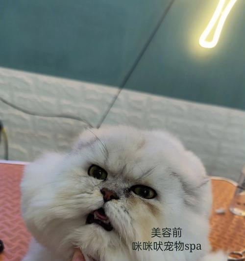 猫咪剪毛必要性分析（为什么猫咪需要剪毛）