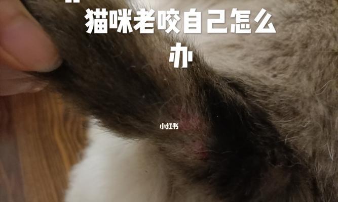 猫咪咬伤出血怎么办（以宠物为主）