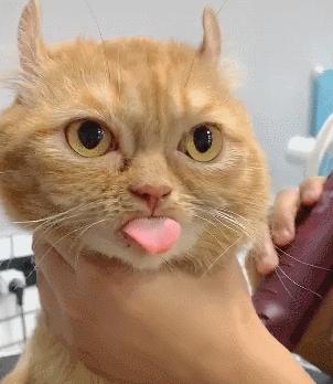 猫咪咬舌引起的病症及预防方法（了解猫咪咬舌的症状及应对策略）