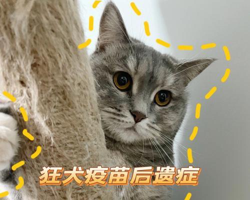 宠物疫苗保健全攻略（猫咪疫苗重要性及接种方法详解）