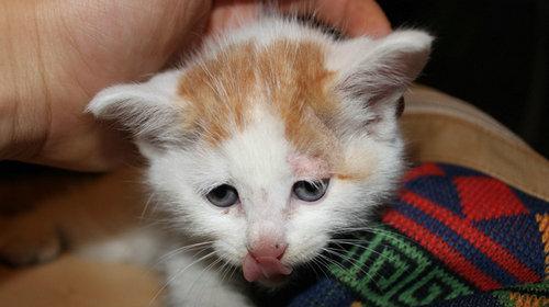 宠物猫咪胰腺炎的传染性问题（探究猫咪胰腺炎的传染方式及预防方法）