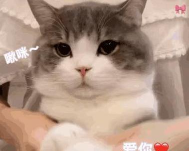 猫咪玩具大揭秘（宠物猫咪的娱乐利器及如何选择）