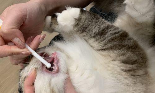 让宠物的牙齿健康无忧——猫咪专用牙刷推荐（了解宠物牙齿健康）