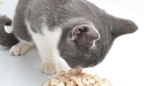宠物猫咪的营养需求（为何需要维生素及其影响）