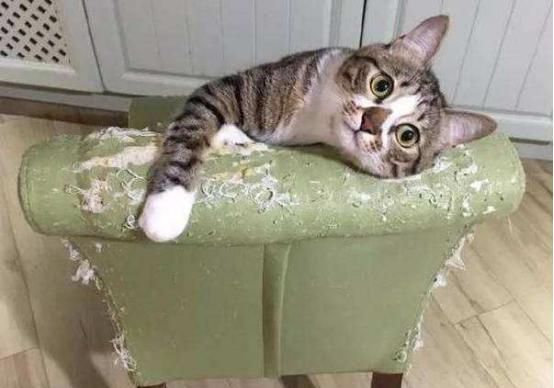 宠物猫咪不抓家具的方法（从日常护理到训练）