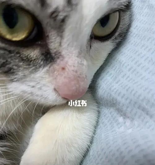 猫咪的猫藓防治全攻略（从宠物生活习惯到治疗方案）