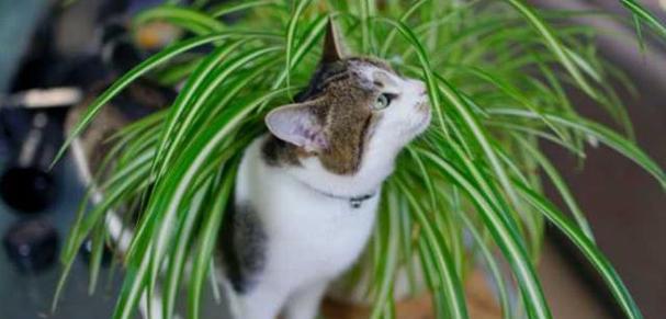 猫咪为什么喜欢吃猫草（揭秘猫咪吃猫草的原因和益处）