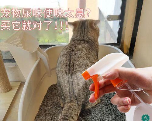 如何让猫咪正确使用猫砂（宠物养护技巧）