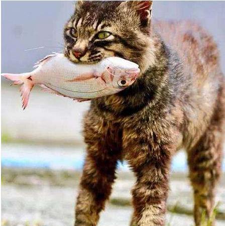 猫咪只吃鱼到底可不可行（探讨猫咪只吃鱼的利弊及注意事项）