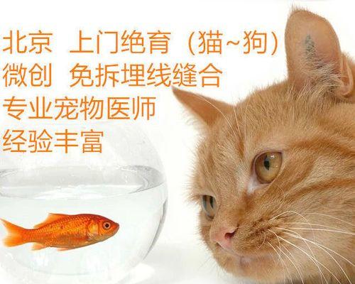 母猫绝育手术需要切除哪些部位（保障宠物健康的必要措施）