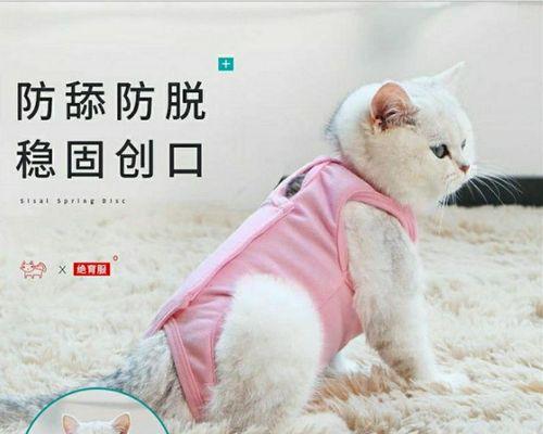 母猫离世，如何照顾小猫（宠物猫的离世）