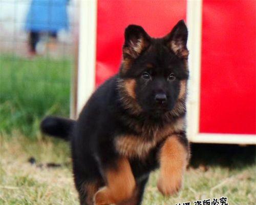 以牧羊犬冠军“露西”为主的宠物饲养技巧（让你的宠物活力十足、身心健康）