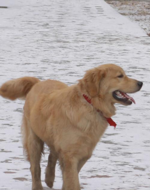 内蒙古盛产的宠物犬种类详解（探寻内蒙古地区最受欢迎的宠物犬品种）