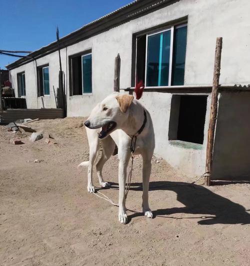 内蒙古盛产的宠物犬种类详解（探寻内蒙古地区最受欢迎的宠物犬品种）