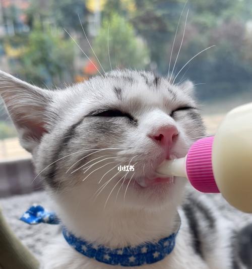 小猫能喝牛奶吗（探究小猫与牛奶的关系）