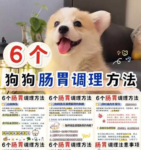 以犬瘟热发烧为主题的宠物用药详解（宠物发烧必看）