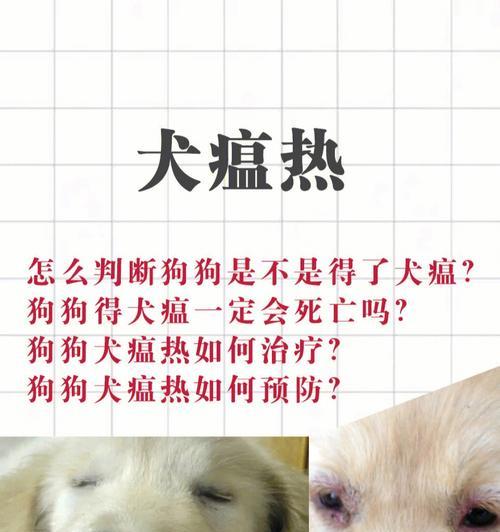 如何判断宠物犬瘟是否痊愈（犬瘟检测方法与痊愈标准）