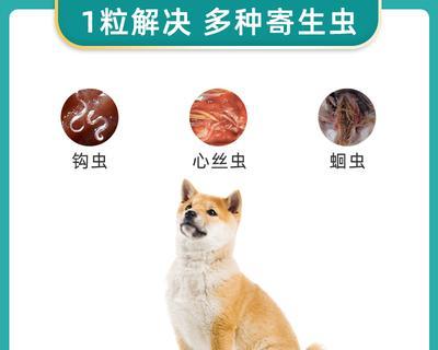 以犬心保体内驱虫（宠物驱虫从心开始）