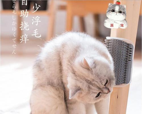 宠物猫按摩指南（学会给你的宠物猫做按摩）