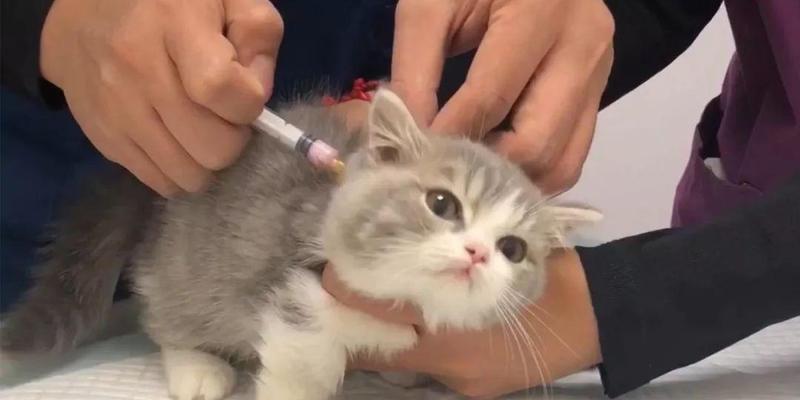 如何给宠物猫注射疫苗（详细步骤和注意事项）