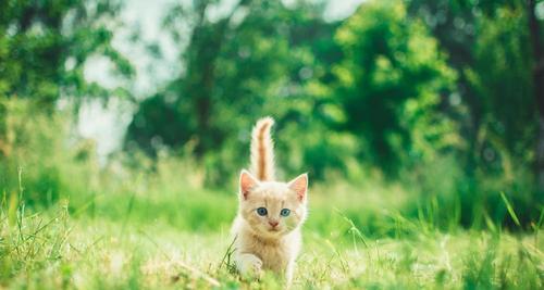 如何判断小猫的年龄（从宠物主人的角度出发）