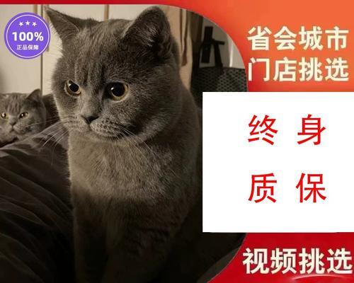 让宠物猫咪多吃东西的方法（让宠物猫咪健康成长——如何增进猫咪食欲）