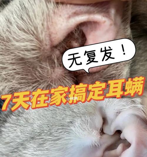 如何正确清洁宠物猫咪的耳朵（猫咪护理）